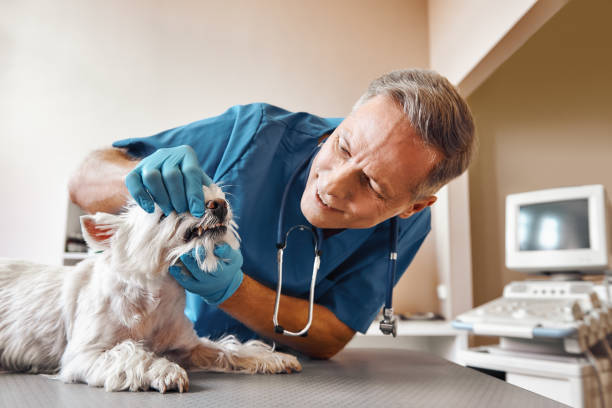 Best Emergency Root Canal Treatment in Holmen, WI